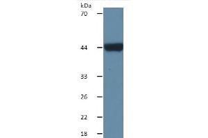 Western Blotting (WB) image for Haptoglobin (HP) ELISA Kit (ABIN6574215)