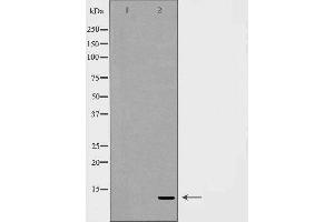 Western blot analysis of extracts of MCF7 , using SUMO3 antibody. (SUMO3 抗体  (C-Term))