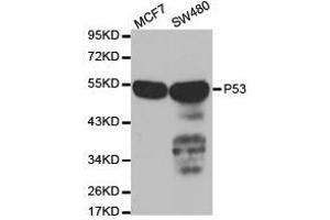 Western Blotting (WB) image for anti-Tumor Protein P53 (TP53) antibody (ABIN1875167) (p53 抗体)