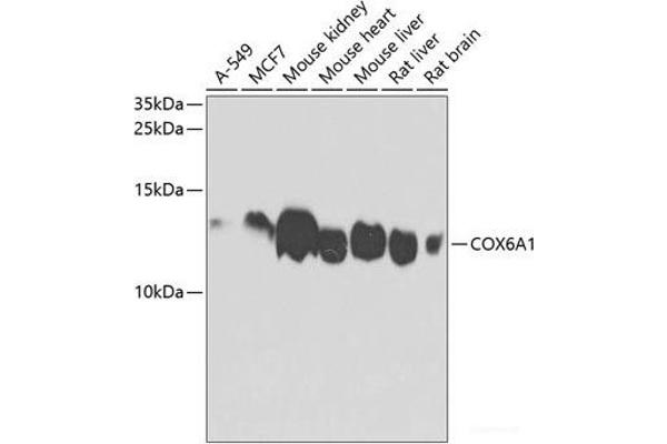COX6A1 抗体
