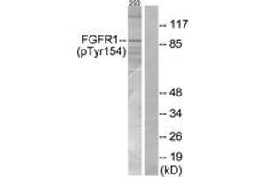 Western blot analysis of extracts from 293 cells, using FGFR1 (Phospho-Tyr154) Antibody. (FGFR1 抗体  (pTyr154))