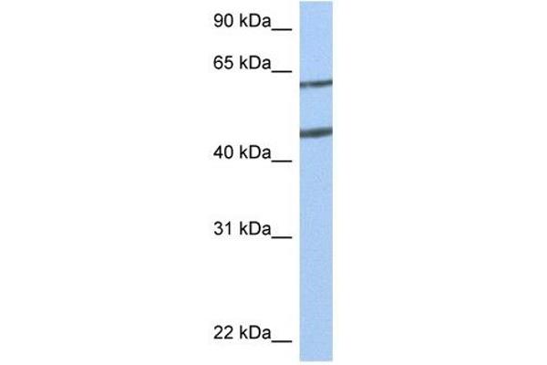 Netrin 4 抗体  (N-Term)