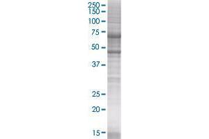 C9orf68 transfected lysate (C9orf68 293T Cell Transient Overexpression Lysate(Denatured))