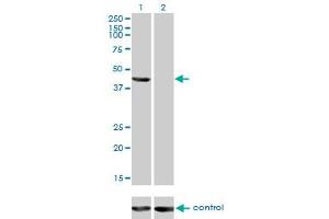 Western Blotting (WB) image for anti-Tumor Susceptibility Gene 101 (TSG101) (AA 201-280) antibody (ABIN563269)