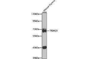 Western blot analysis of extracts of mouse thymus, using TRIM29 antibody (ABIN6132217, ABIN6149518, ABIN6149519 and ABIN6223412) at 1:1000 dilution. (TRIM29 抗体  (AA 309-588))