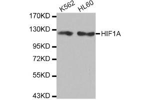 Western blot analysis of extracts of various cell lines, using HIF1A antibody (ABIN2968869). (HIF1A 抗体)