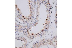 Immunohistochemical analysis of (ABIN655753 and ABIN2845197) on paraffin-embedded human testis tissue was performed on the Leica®BOND RXm. (VSIG8 抗体  (C-Term))