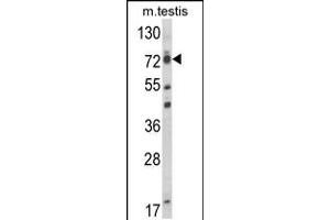 Western blot analysis of ELL Antibody in mouse testis tissue lysates (35ug/lane) (ELL 抗体  (C-Term))