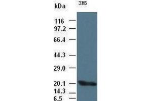 Western Blotting (WB) image for anti-Interleukin 6 (IL6) (AA 29-212) antibody (ABIN1491342) (IL-6 抗体  (AA 29-212))