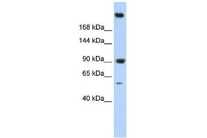 SPTAN1 antibody used at 1 ug/ml to detect target protein. (SPTAN1 抗体)