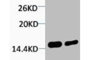 Western blot analysis of 1) Hela, 2) 3T3, diluted at 1:2000. (HIST1H4A 抗体  (2meLys79))