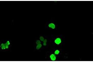 Anti-SOX17 mouse monoclonal antibody (ABIN2452255) immunofluorescent staining of COS7 cells transiently transfected by pCMV6-ENTRY SOX17 (RC220888). (SOX17 抗体  (AA 177-414))