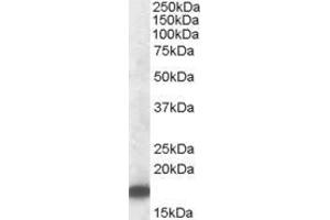 Western Blotting (WB) image for anti-Peripheral-Type Benzodiazepine Receptor (TSPO) (C-Term) antibody (ABIN570960)