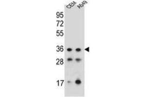 Western blot analysis in CEM, A549 cell line lysates (35ug/lane) using NKX1-1  Antibody . (NKX1-1 抗体  (Middle Region))