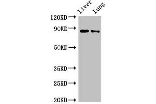 DENND1C 抗体  (AA 601-801)