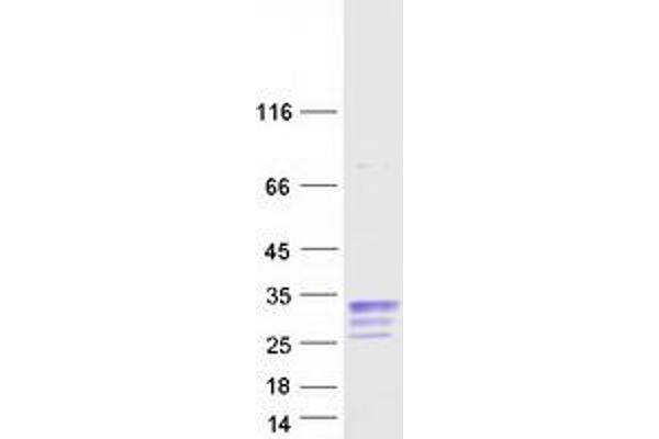 CBLN1 Protein (Myc-DYKDDDDK Tag)