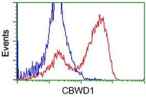 Flow Cytometry (FACS) image for anti-COBW Domain Containing 1 (CBWD1) antibody (ABIN1497114) (CBWD1 抗体)