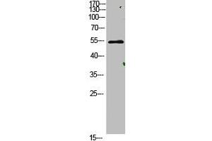 Western Blot analysis of mouse-lung cells using primary antibody diluted at 1:500(4 °C overnight). (AVPR1A 抗体  (AA 11-60))