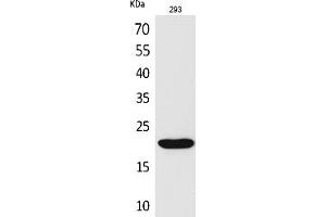 Western Blot analysis of 293 cells using CMTM6 Polyclonal Antibody. (CMTM6 抗体  (C-Term))