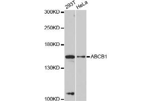 Western blot analysis of extracts of various cell lines, using ABCB1 antibody (ABIN5997167) at 1:3000 dilution. (ABCB1 抗体)