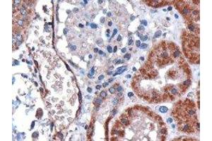 ABIN2562305 (3µg/ml) staining of paraffin embedded human kidney. (DARC 抗体  (N-Term))