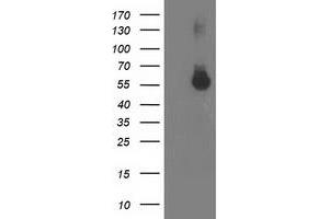 Western Blotting (WB) image for anti-Integrin alpha FG-GAP Repeat Containing 2 (ITFG2) antibody (ABIN1498915) (ITFG2 抗体)
