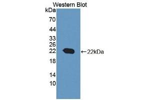 Detection of Recombinant CYPB, Cattle using Polyclonal Antibody to Cyclophilin B (CYPB) (PPIB 抗体  (AA 47-216))