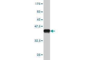 Western Blot detection against Immunogen (36. (BARHL1 抗体  (AA 55-154))