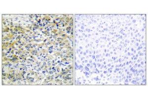 Immunohistochemistry (IHC) image for anti-Sedoheptulokinase (SHPK) (N-Term) antibody (ABIN1850060) (SHPK 抗体  (N-Term))