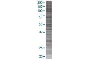 BPIL1 transfected lysate. (BPIL1 293T Cell Transient Overexpression Lysate(Denatured))