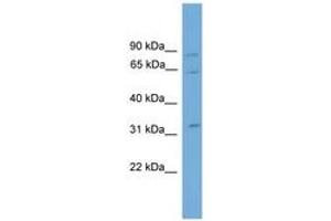 Image no. 1 for anti-Calpain 11 (CAPN11) (AA 43-92) antibody (ABIN6745522) (CAPN11 抗体  (AA 43-92))