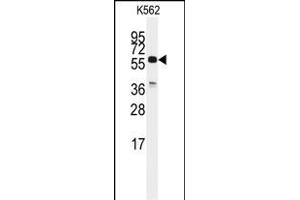 Western blot analysis of anti-CDC25C Antibody (C-term) (ABIN392339 and ABIN2841980) in K562 cell line lysates (35 μg/lane). (CDC25C 抗体  (C-Term))