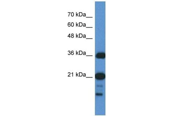 C1orf144 抗体  (N-Term)