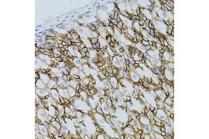 Immunohistochemistry of paraffin-embedded mouse stomach using CLDN3 antibody (ABIN5971516) (40x lens). (Claudin 3 抗体)