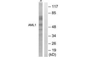 Western blot analysis of extracts from Jurkat cells, using AML1 (Ab-276) Antibody. (RUNX1 抗体  (AA 242-291))