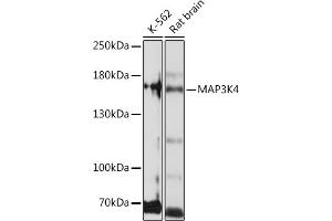 Western blot analysis of extracts of various cell lines, using MK4 Rabbit pAb (ABIN7268654) at 1:1000 dilution. (MAP3K4 抗体  (AA 1-100))