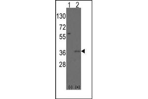 Image no. 1 for anti-Msh Momeobox 2 (Msx2) (N-Term) antibody (ABIN357835) (Msx2/Hox8 抗体  (N-Term))