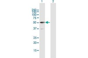 Western Blot analysis of TP53 expression in transfected 293T cell line by TP53 MaxPab polyclonal antibody. (p53 抗体  (AA 1-393))