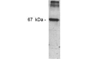 Western Blotting (WB) image for anti-Nitrotyrosine antibody (ABIN126845) (Nitrotyrosine 抗体)