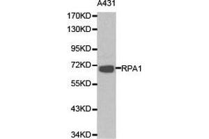 Western Blotting (WB) image for anti-Replication Protein A1, 70kDa (RPA1) antibody (ABIN1874636) (RPA1 抗体)