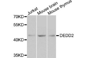 Western blot analysis of extracts of various cell lines, using DEDD2 antibody (ABIN5974660) at 1/1000 dilution. (DEDD2 抗体)