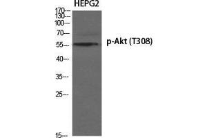 Western Blot (WB) analysis of specific cells using Phospho-Akt (T308) Polyclonal Antibody. (AKT1 抗体  (pThr308))
