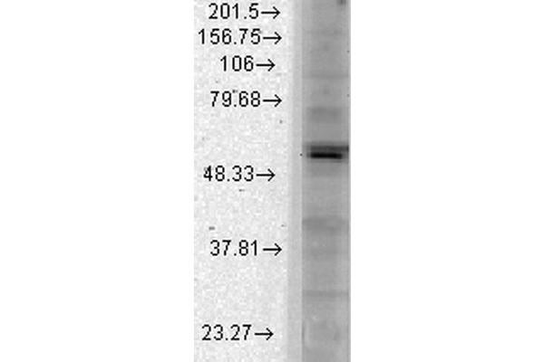 KCNJ2 抗体  (AA 41-64) (Biotin)