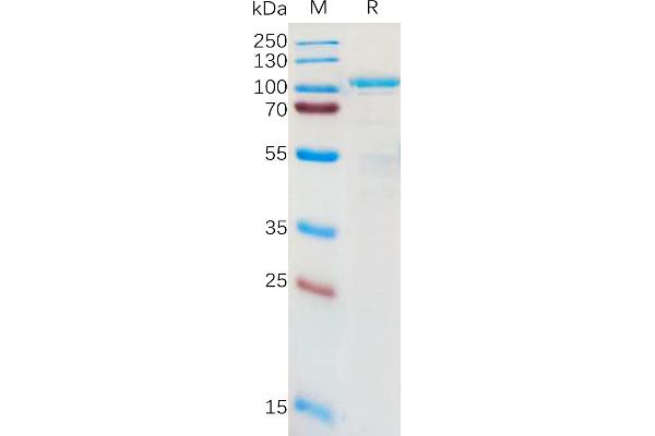 LRRC32 Protein (AA 20-627) (Fc Tag)