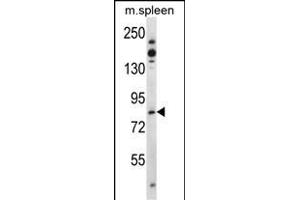 Tiparp Antibody (N-term) (ABIN392513 and ABIN2842075) western blot analysis in mouse spleen tissue lysates (35 μg/lane). (Tiparp 抗体  (N-Term))