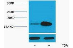 Western Blotting (WB) image for anti-Histone H2A (acLys5) antibody (ABIN3181337) (Histone H2A 抗体  (acLys5))