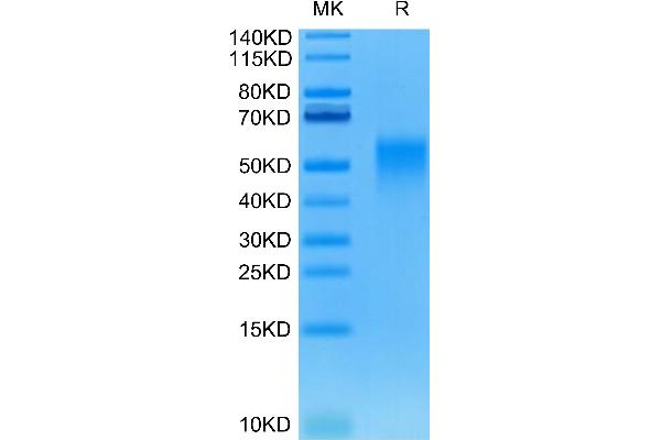 CD28 Protein (CD28) (AA 19-152) (His-Avi Tag)