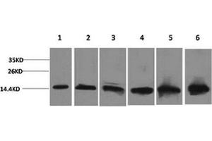 Western Blot analysis of 1) Hela, 2) 293T, 3) 3T3, 4) Mouse liver, 5) Rat liver, 6) Rat kidney with CYCS Monoclonal Antibody. (Cytochrome C 抗体)