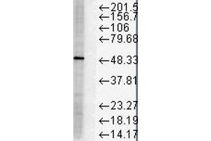 FKBP51 Western Blot. (FKBP5 抗体)