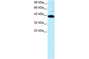 Western Blotting (WB) image for anti-Zfp-1 antibody (ABIN2460247) (Zfp-1 抗体)